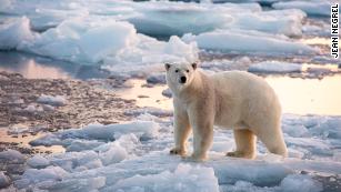 climate change: Un-bearable? How global warming may cause mama polar bears  to run out of milk - The Economic Times