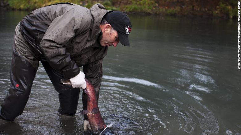 A coho salmon is pulled from the water to be tagged by a habitat manager in Washington state. Scientists have been investigating the mass die-offs of these fish for years. 