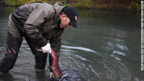 A coho salmon is pulled from the water to be tagged by a habitat manager in Washington state. Scientists have been investigating the mass die-offs of these fish for years. 