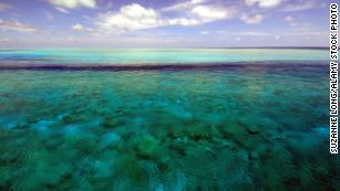 Tropical reef fish, 81, is the oldest ever discovered by scientists - CNN