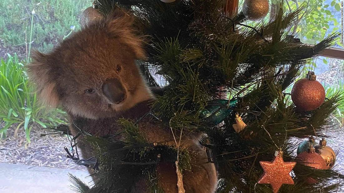 Koala found in Australian Christmas tree - CNN