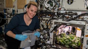 Astronauts harvest radishes grown aboard the International Space Station