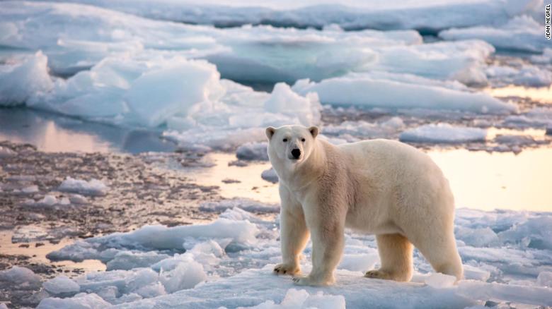 Can polar bears survive the climate crisis?