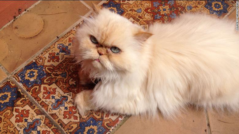 Barg and her husband decided to get more cats after their 18-year-old Himalayan had passed away. 