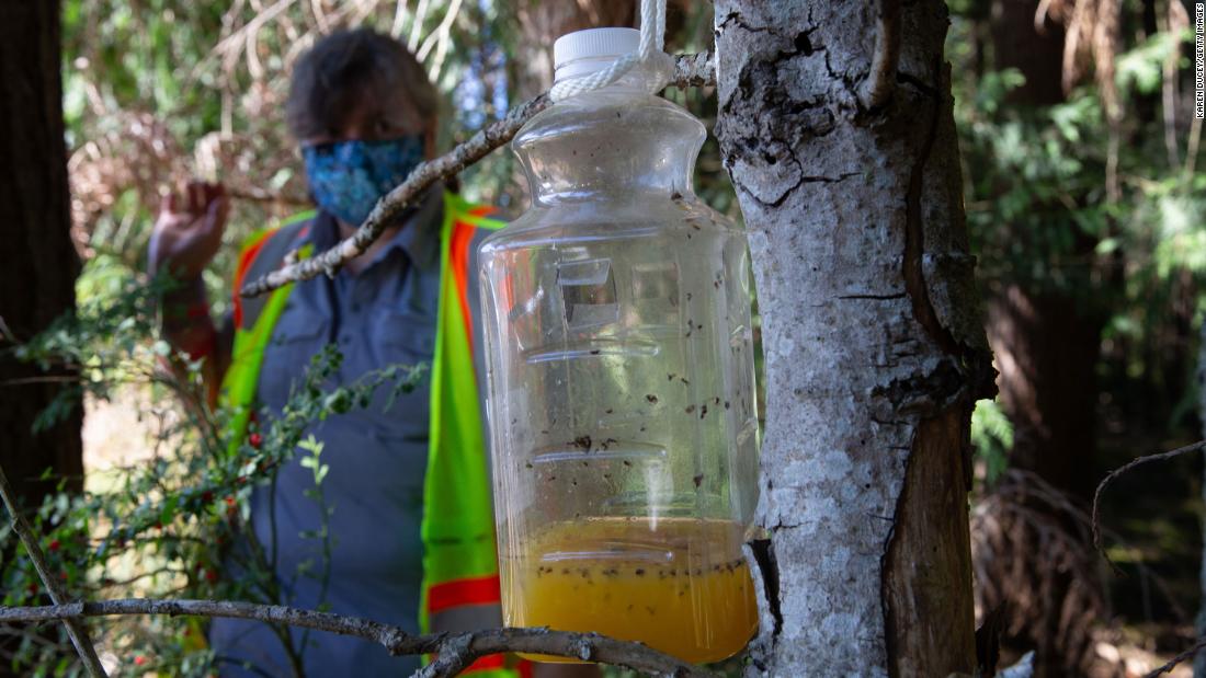 Washington State Will Be Taking Down Its Murder Hornet Traps For The   201204134757 Wsda Asian Giant Hornet Trap 0729 Super Tease 