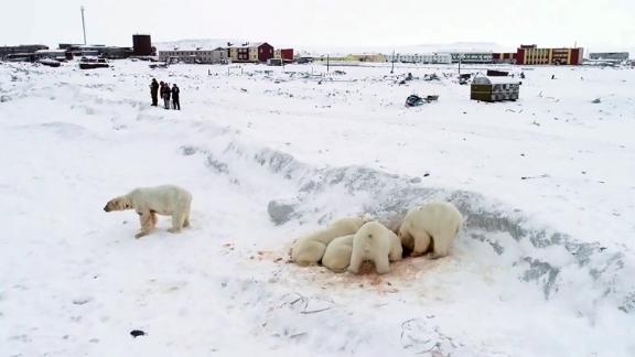 In Ryrkaypiy, a village in Russia's Far Eastern region of Chukotka, polar bears come in close contact with humans in December 2019. Higher than average temperatures driving coastal ice melt prevented over 60 bears from migrating, forcing them to approach the village in search of food.