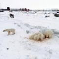 polar bears humans russia 2019