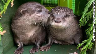 Significant Otter Care Packages Are Simply Too Cute - I Can Has Cheezburger?