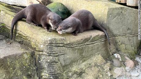 Otters Pumpkin and Harris at SEA LIFE Scarborough