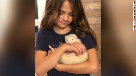 Rachael Adkins&#39; daughter holding Socks the ferret in their home in Woodinville, Washington.