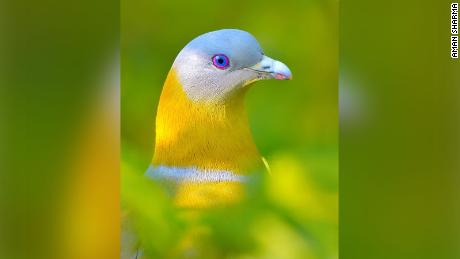 A yellow-footed green pigeon, photographed by Aman Sharma in New Delhi, India.