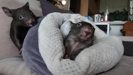 The wombats enjoy jumping onto the couch in Emily Small&#39;s home in Melbourne, Australia.