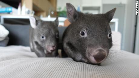 Two of the four wombats who lived with her Emily Small in her Melbourne apartment during her lockdown.