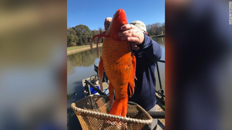Park workers found a goldfish in a lake. A 9-pound goldfish