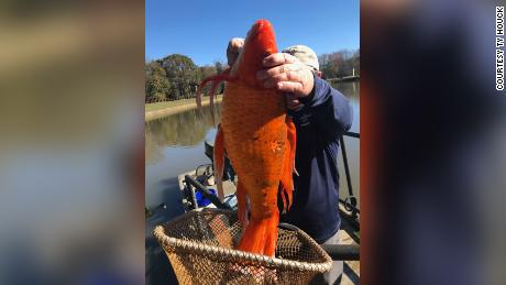 This massive goldfish was found in a South Carolina lake, then released back into the water.