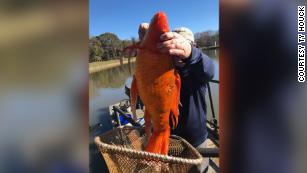 Giant, football-size goldfish found in a Minnesota lake