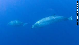 New whale species discovered off coast of Mexico - CNN Video