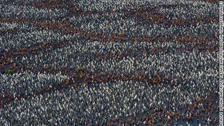 Hundreds of thousands of adult king penguins and their chicks in a vast colony at Salisbury Plain on the north coast of South Georgia.