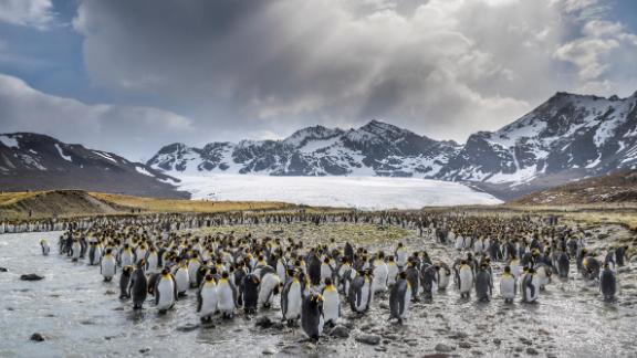 <strong>South Georgia -- </strong>Adult king penguins in St Andrews Bay, South Georgia. The colony has grown substantially in the past century, with hundreds of thousands of breeding pairs frequenting the bay every year. Glacial retreat has exposed new land for these seabirds, which do not nest on ice and prefer to moult their feathers in freshwater streams.