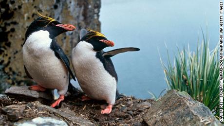 Macaroni penguins will be fitted with tracking devices to monitor theit habits once the iceberg arrives.