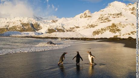 Gentoo penguins forage close to the coast and may benefit from a nutrient boost from a fast-melting iceberg due to their diet of krill.