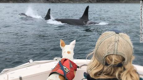 Thanks to expertly trained dogs like Eba and their handlers, researchers can collect and analyze the poop of Southern Resident orcas to understand why populations are declining. 