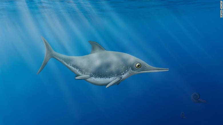 New ‘sea dragon’ species discovered by amateur fossil hunter off English coast