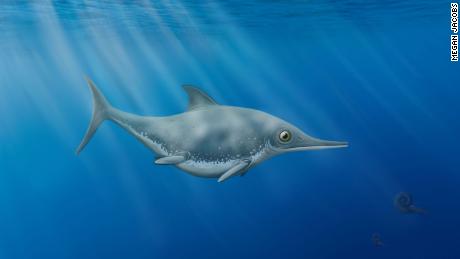New &#39;sea dragon&#39; species discovered by amateur fossil hunter off English coast