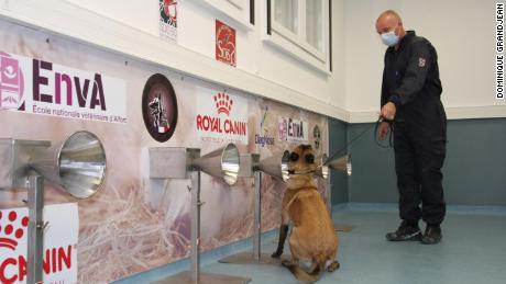 covid dogs study cnn sniffing trained suggests sweat detect human thu et updated december pm