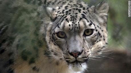 A female snow leopard named NeeCee has tested positive for Covid-19 at the Louisville Zoo.