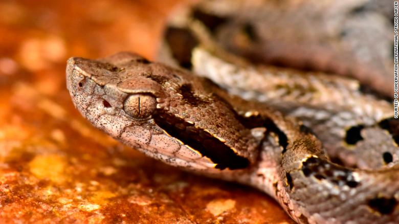 Poised in striking mode is a new species of pit viper named &quot;mountain fer-de-lance.&quot;