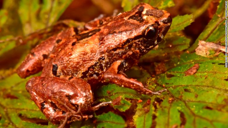 The Lilliputian frog is just 10 millimeters long.