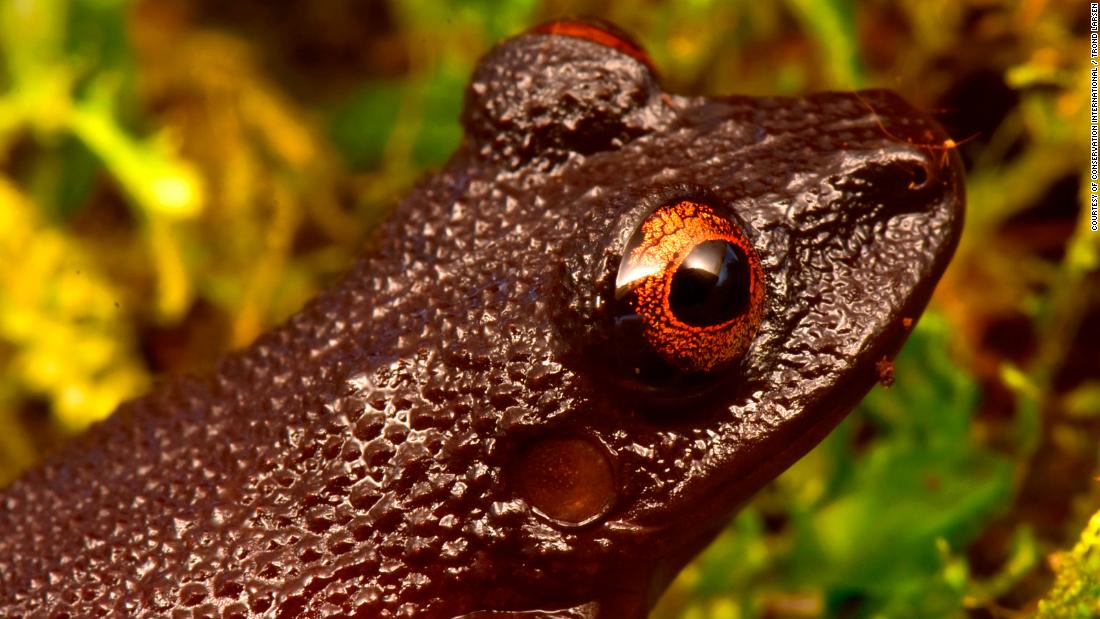 20 new species have been discovered in the Bolivian Andes, and lost wildlife has been rediscovered.