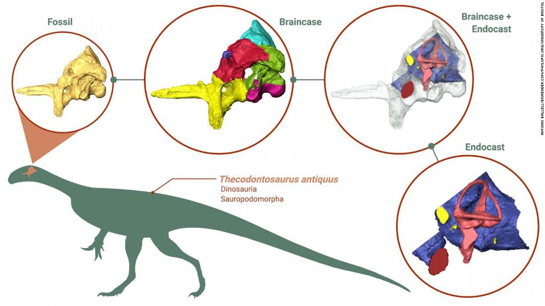 which dinosaur has the biggest brain