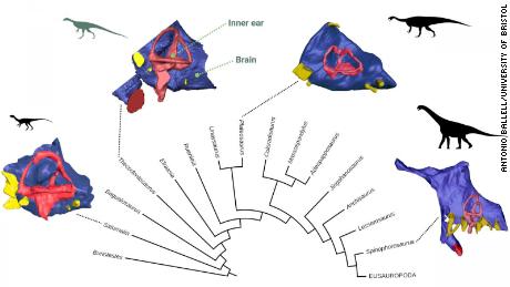 Diagram shows evolution of the endocast -- the space inside the braincase that contained the brain -- in sauropodomorphs, Thecodontosaurus&#39; closest relatives.