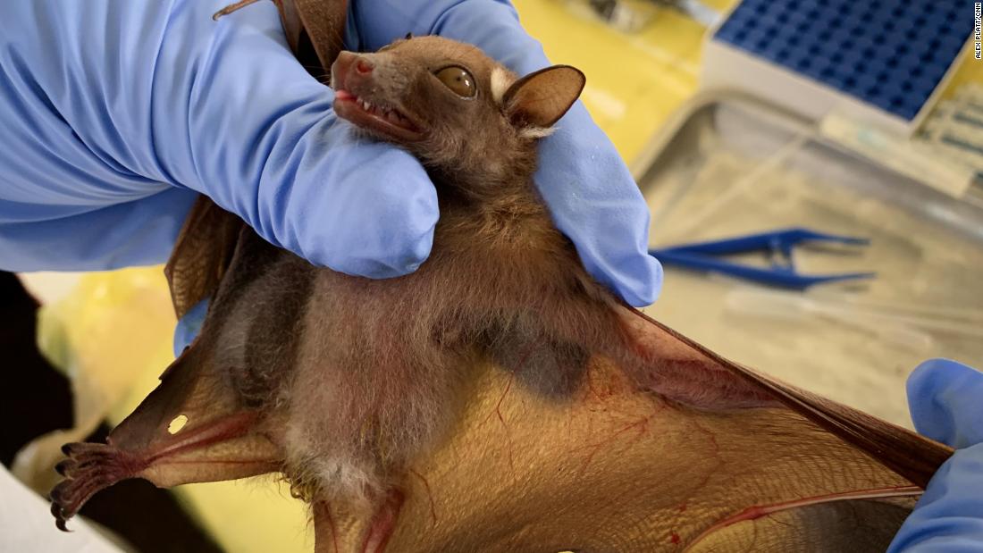 At a lab in Mbandaka, ecologists prepare to take a blood sample from a bat captured in the forest.