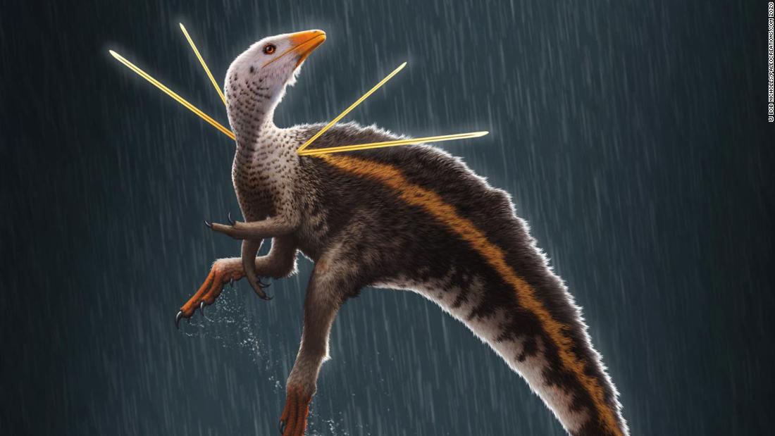 Newly Discovered Dino Had a Rainbow of Shiny Feathers, Smart News