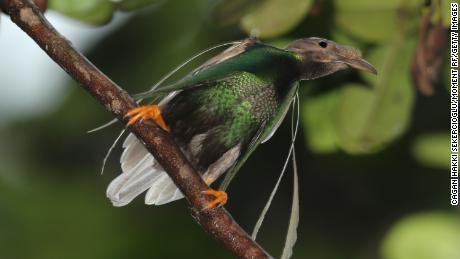 A male standardwing bird-of-paradise. Like the newly discovered dinosuar, it has decorated shoulders. 