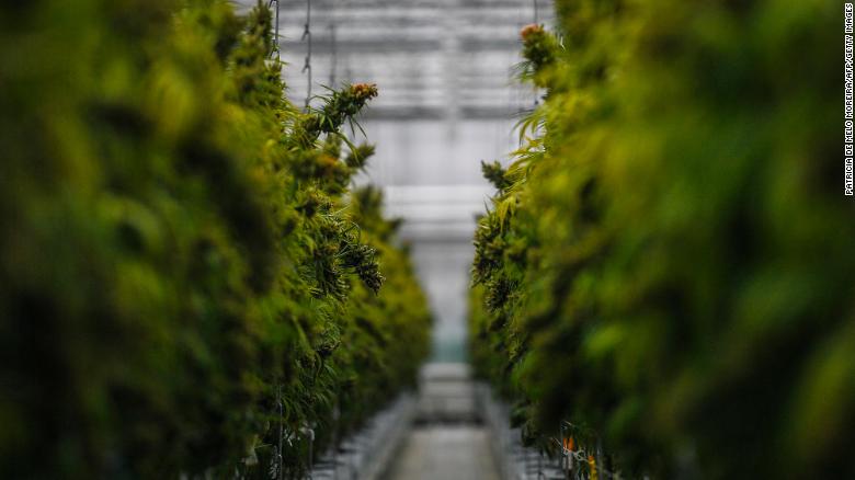 Cannabis plants in a greenhouse 