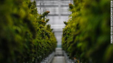 Cannabis plants in a greenhouse 