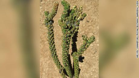 &quot;Tiganophyton karasense,&quot; a new species and genus with bizarre scaly leaves, was encountered in Namibia in 2010 and named this year. The shrub grows in extremely hot natural salt pans.