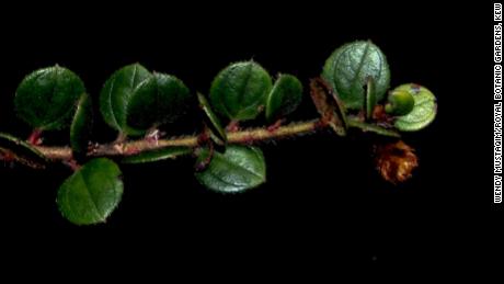 A shrub new to science, Diplycosia puradyatmikai, related to blueberries, was described this year from Indonesian New Guinea.