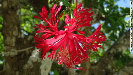 This red-flowered hibiscus hareyae with jagged petals was spotted by Australian hibiscus specialist Lex Thomson. 
