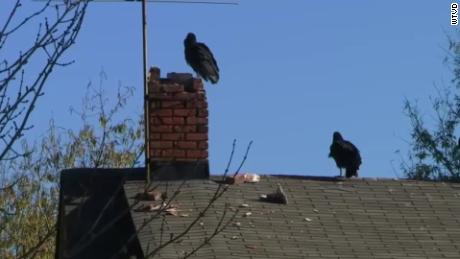 The town will use a cannon to try and keep vultures from gathering.