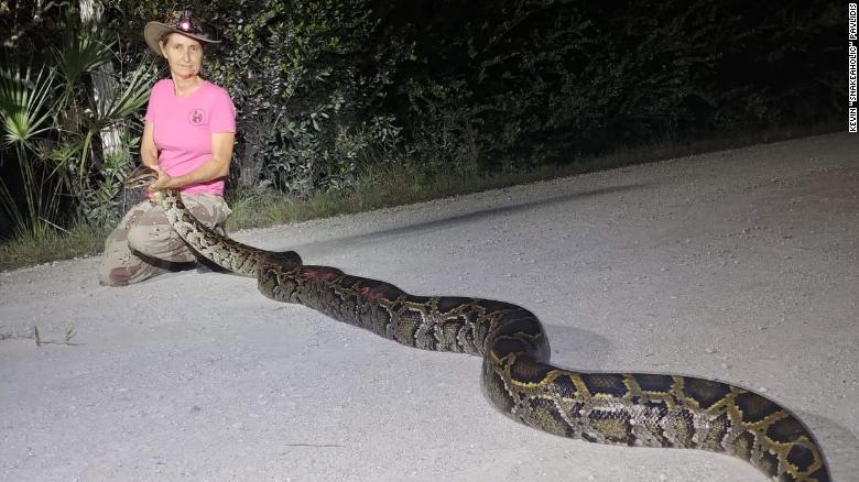 Pythons might become a new menu item in Florida if scientists can confirm they’re safe to eat