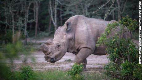 Sudan lived alone in a 10-acre enclosure, with 24-hour guards. 