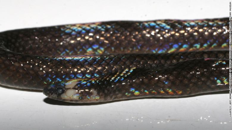 Scientists discover a new species of snake hiding in plain sight