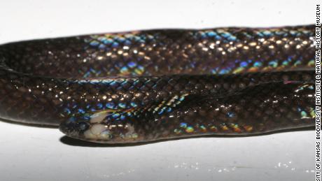 The newly identified Levitonius mirus, also known as Waray dwarf burrowing snake, is native to the islands of Samar and Leyte in the Philippines, an exceptionally biodiverse archipelago that includes at least 112 land snake species.