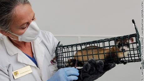 Highly endangered black-footed ferrets get experimental Covid-19 vaccine