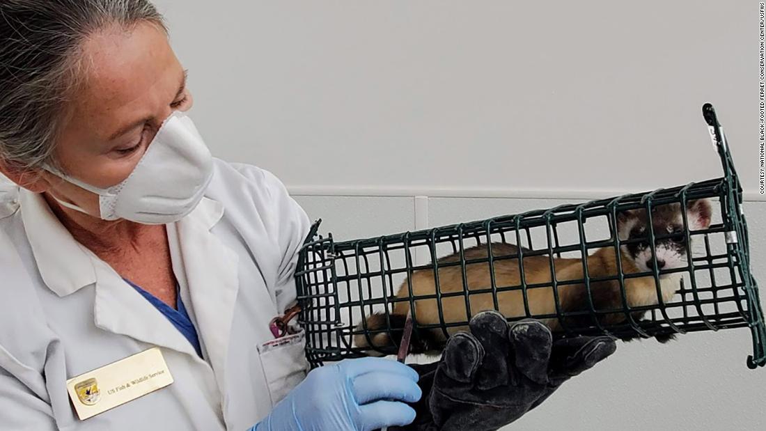 Endangered black-footed ferrets receive experimental Covid vaccine